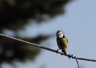 Blaumeise sitzt auf Wäscheleine