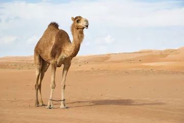 Foto op Canvas Image of camel in desert Wahiba Oman © Wolfgang Zwanzger