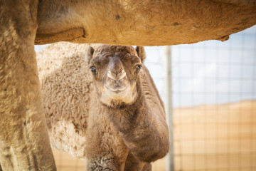 Camel calf in Wahiba Oman