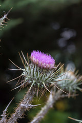 Common Thistle flower