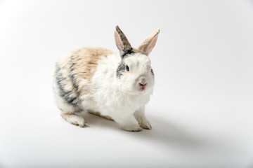 Rabbit on white