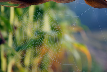 Beaded cobweb