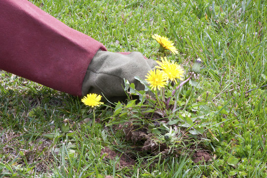 Fototapeta Pulling Up Dandelions