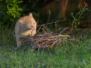 Chat roux
