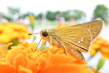 蜜を吸うセセリチョウ