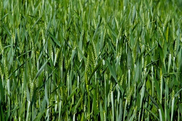Green ears in a field