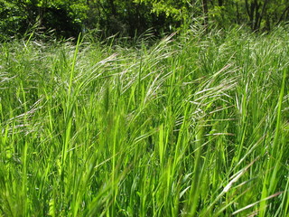 Весной в лесу