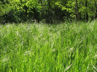 Весной в лесу