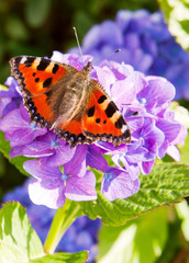  Purple Hortensia flowers and butterfly . 