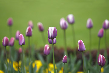 Bouquet of colorful tulips in the field