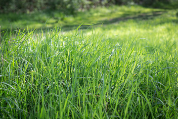 Fototapeta premium Grass