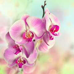 Naklejka na ściany i meble Beautiful pink orchid flowers on blurred background