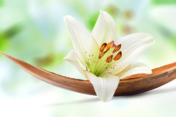 Beautiful white lily flower on a coco palm leaf - obrazy, fototapety, plakaty