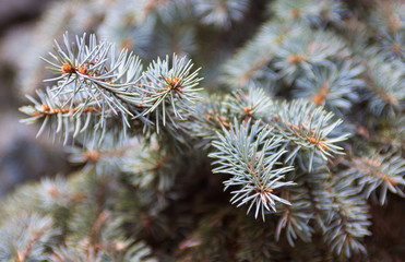 Branches of the Colorado blue spruce