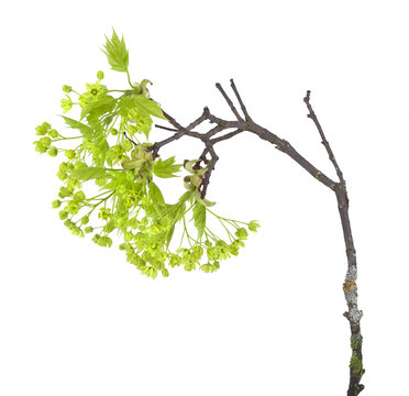 Blooming maple isolated on white background