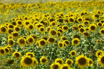 Field of sunflowers