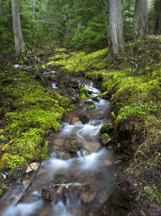 Obraz premium Lush green stream.