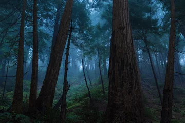 Fotobehang Big Sur Redwood Forest © EvanTravels