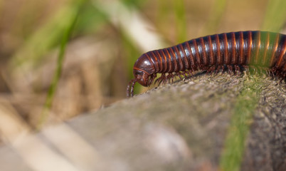 millipede crawls on ground