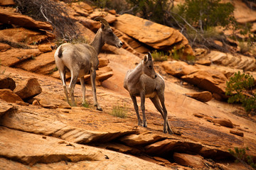 Mountain Goat in Zion National Park, Utah, USA - 64735842