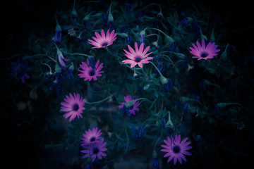 Fototapeta na wymiar Daisy Flowers, Osteospermum