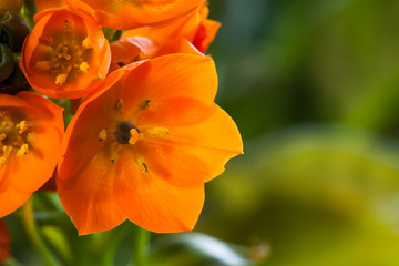Orange Star Flower