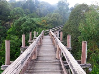 Fototapeta na wymiar Amazon Trail Ecotourism Forest