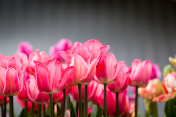 Obraz premium Closeup of Pink Tulips