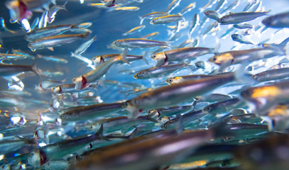 School of Swimming Anchovies - 64737097