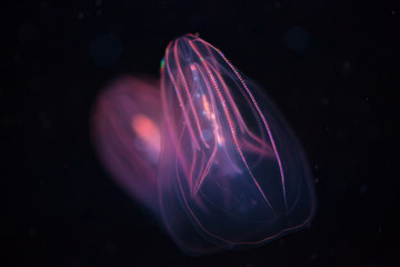 Naklejka premium Beroe spp - Comb Jellyfish