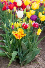 Group of Tulips