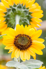 Fototapeta premium Beautiful sunflower in the field
