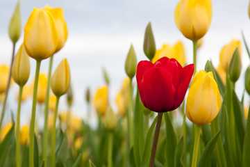 Fototapeta premium One Red Tulip in Yellow
