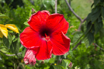 hibiscus flowers