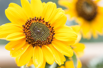 Bright yellow sunflowers