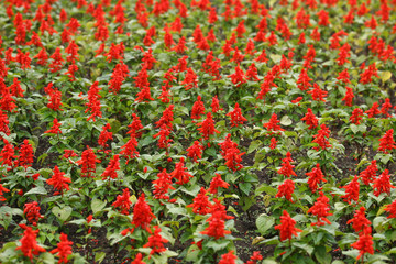 red Flower Field Fresh Bright Sunny Day