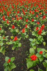 red Flower Field Fresh Bright Sunny Day