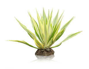 green plant isolated on white background