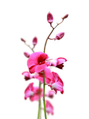 Fototapeta na wymiar Orchids flower