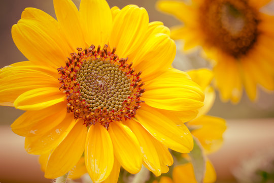 Vintage sunflower