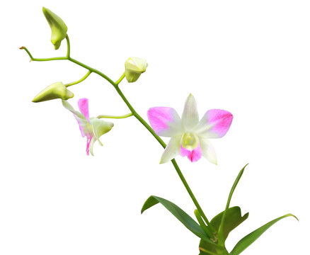 Orchids flower