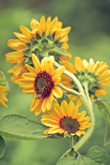 Fototapeta premium Vintage sunflower