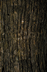 Obraz premium Surface of the tree in nature