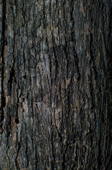 Surface of the tree in nature