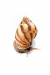 Snail on whte