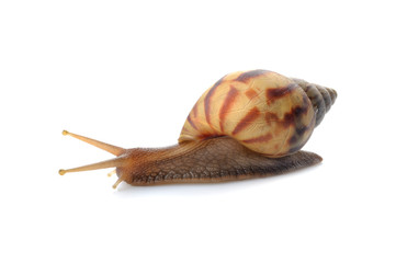 Snail on whte