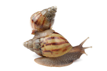 Snail on whte