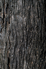 Surface of the tree in nature