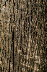 Surface of the tree in nature