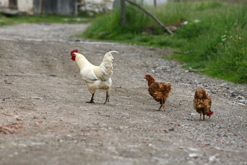 rooster crowing crows rooster chicken in the village